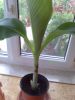 Ensete_glaucum.jpg