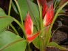 Heliconia_Stricta_Oliveira_s_Sharonii_41.jpg