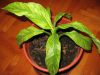 House_plants_033.jpg