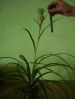 IMGP2139_Mother_plant_dwarf_pineapple.JPG