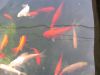 IMG_0003_Medium_.jpg