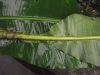 M_basjoo_leaf_bases.jpg