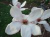 MagnoliaBlossom.JPG