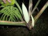 Monstera_flower_01.jpg