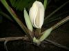 Monstera_flower_04.jpg