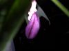 Picture_0286.jpg