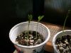 Picture_0484.jpg