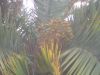 Picture_12910.jpg
