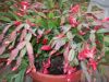 Picture_2732.jpg