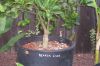 Picture_353.jpg
