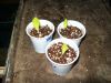 Picture_544.jpg