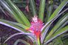 Pineapple_Plant.jpg