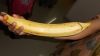 Plantain_big_10_.JPG