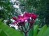 Plumeria_Duke_8-07.jpg