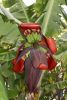 Rajapuri_bloom_2012_05_12.jpg