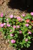 Vinca_Dark_Pink_and_Red_001.jpg