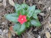 Vinca_Major_Red_002.JPG