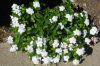 Vinca_White_001.jpg