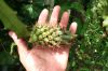 Yellow_Dragon_Fruit_in_Hand.JPG