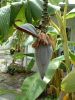 banana_bloom1.JPG