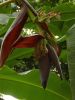 banana_flower1.jpg