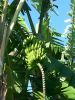 bananas_11-28-2013-2.jpg