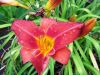 blooming6.jpg