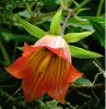 canarina_canariensis.jpg