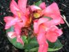 canna2.jpg