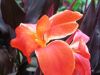 canna3.jpg