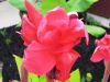 canna4.jpg