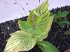 canna5.jpg
