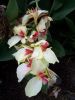 canna_salvia_list.JPG