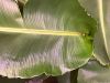 dwarf_namwa_ruffled_leaf_from_above1.jpg