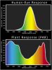 eye-wavelength-color-chart.jpg