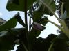flower_b_83108.jpg