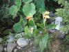 garden10-6-11_0421.jpg