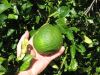 keylime002a.jpg