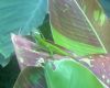 molting_anole.jpg