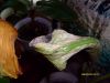 nanas_and_plants_003.JPG