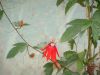 Dragon+fruit+trellis