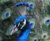 peacock_36298.jpg