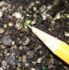 pineappleseedling2010.jpg