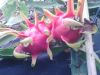 pitaya_fruttim.jpg