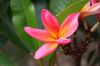 plumeria_flower_2012_08_15.jpg