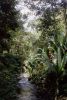 shade_river_ensete.JPG