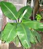 unknown_banana_tree_02.jpg