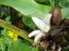 musa_velutina_peeled_back_2.jpg