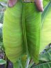 Musa_Q_leaf_underside.JPG