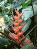 heliconia_upright.jpg